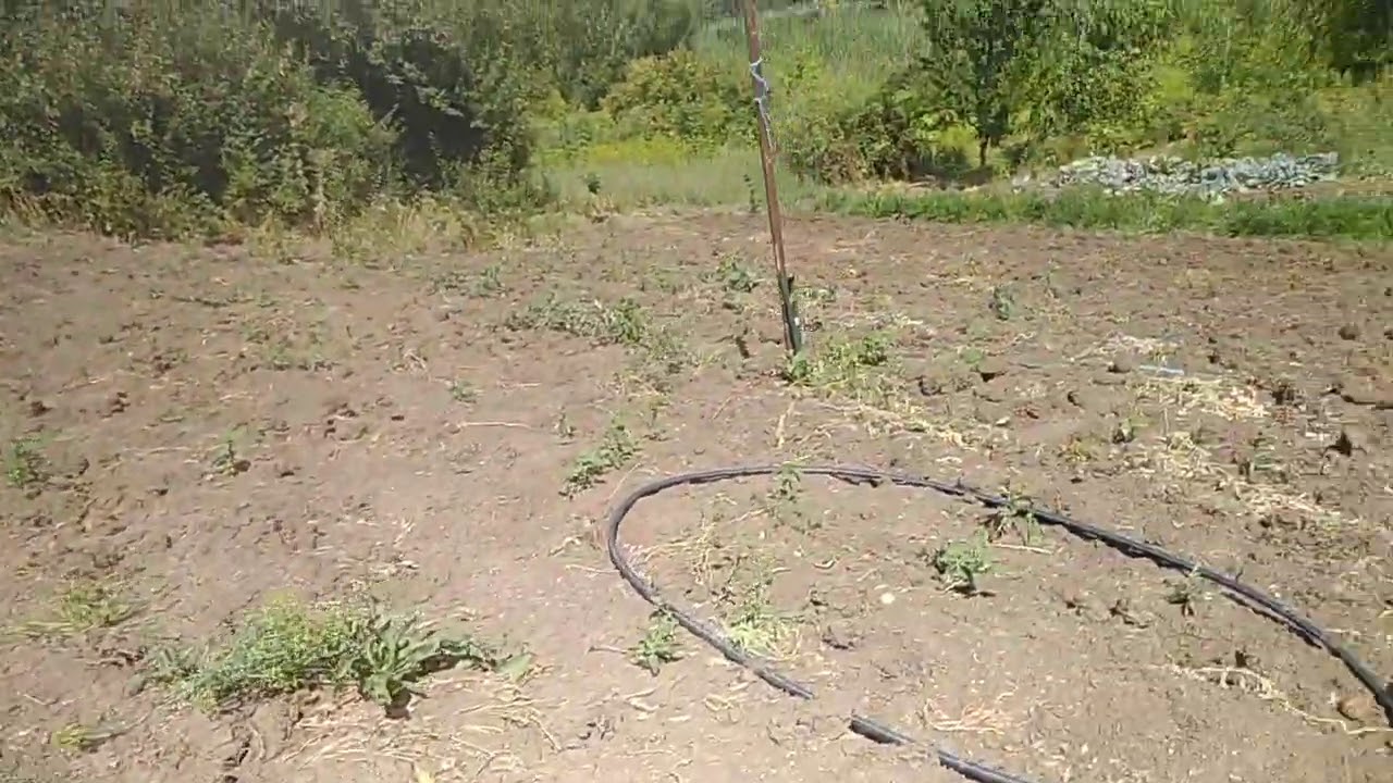 сад з минулого життя
