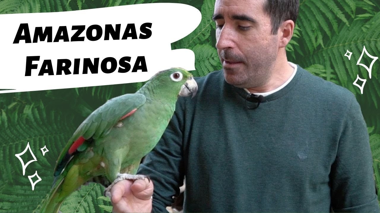 ¿Cuánto sabes del AMAZONAS FARINOSA? 🦜 - Veterinario de AVES
