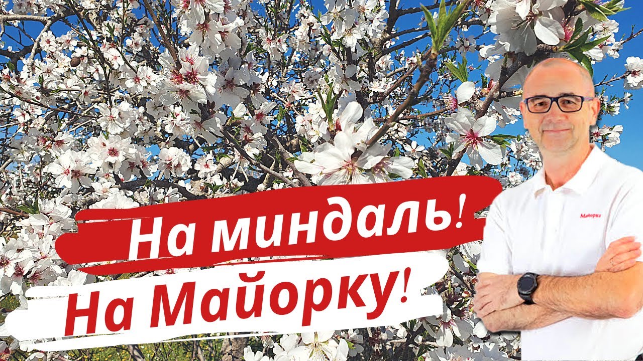Майорка &ndash; цветение миндаля 🌸 Розовый  миндаль | Чем заняться в феврале 🔴 Гид Майорка&copy;