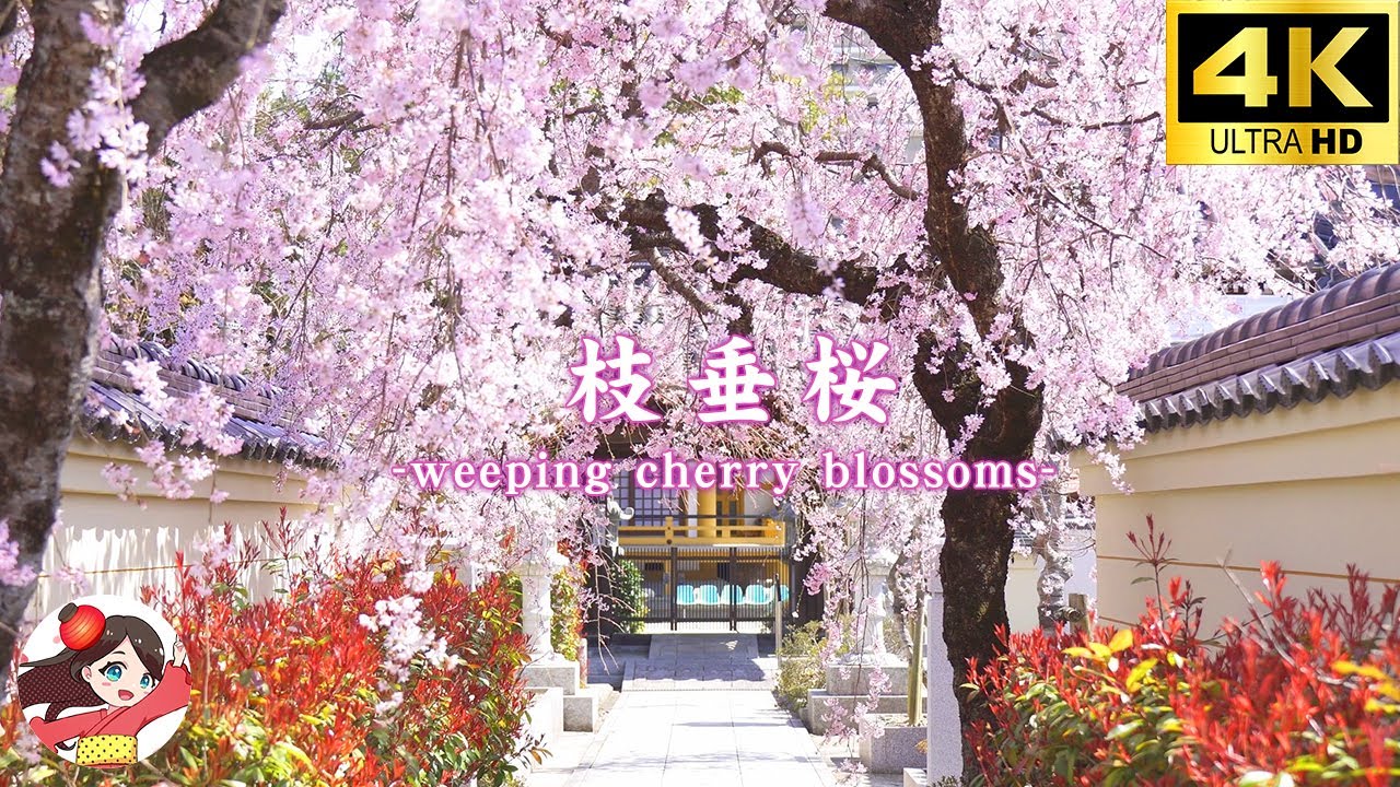 円満山本圀寺  枝垂桜 -Weeping cherry tree at Enmanzan Honkokuji Temple-