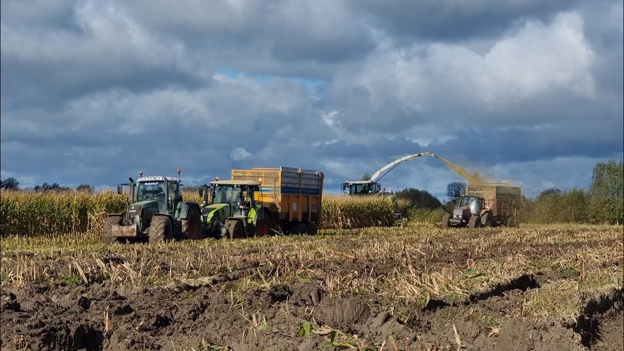 ensilage de maïs 2023 conditions extrême