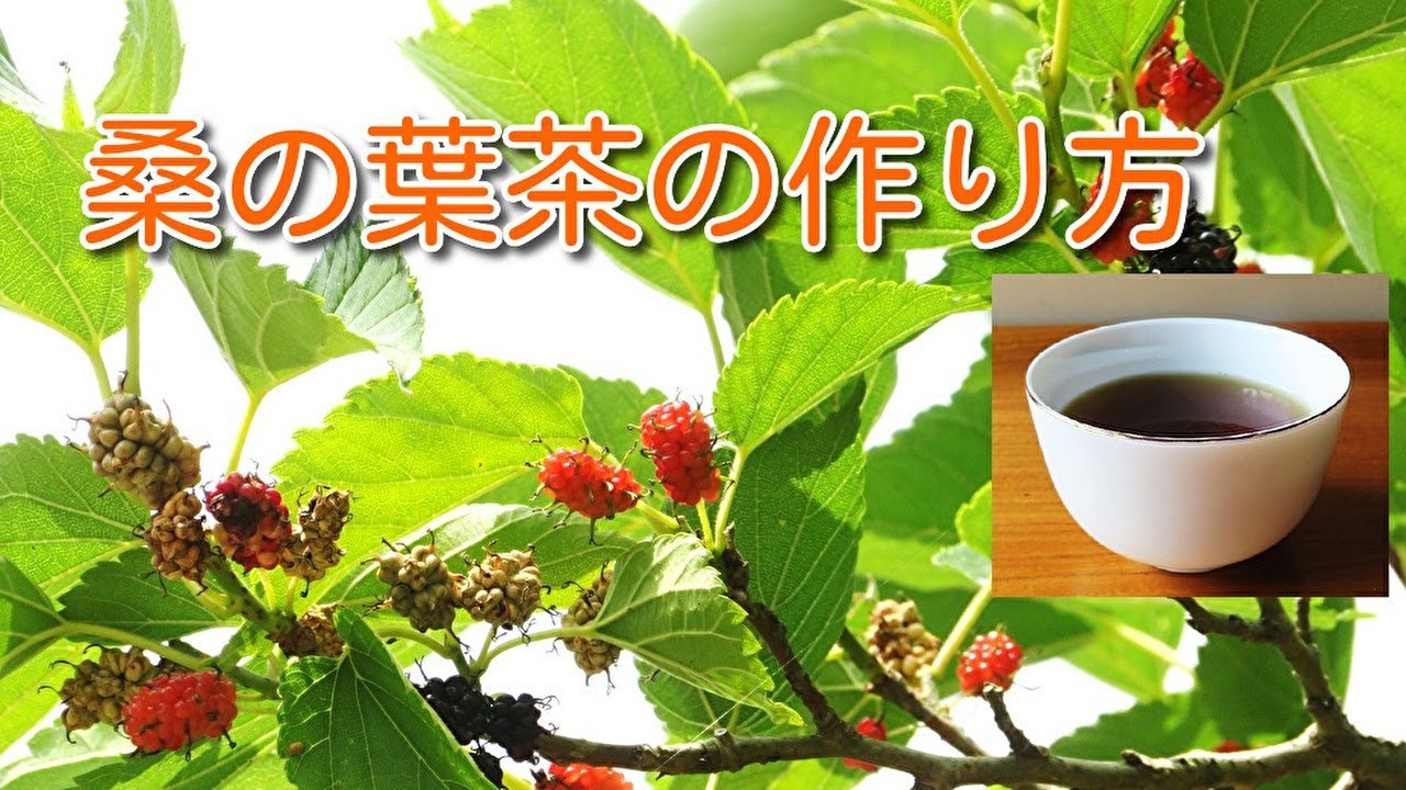 家庭でできる桑の葉茶づくり