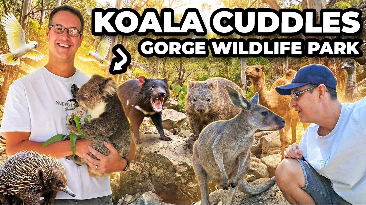 Will I FINALLY Meet a Koala Before Leaving Australia? - Gorge Wildlife Park, Adelaide