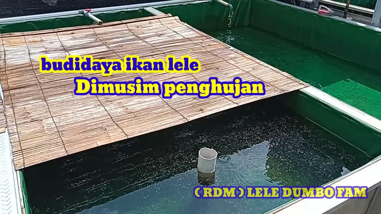 Budidaya pembenihan ikan lele di musim penghujan