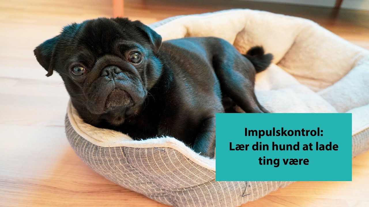 Impulskontrol: Lær din hund at lade ting være