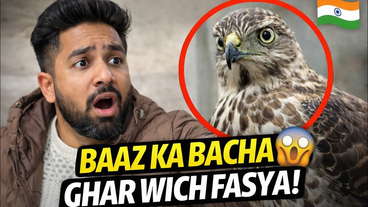 Baaz da Bacha Ghar wich fasya | Vlog #30