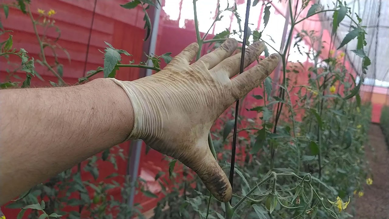 Como identificar sinais de excesso e falta de Nitrog&ecirc;nio no tomate.