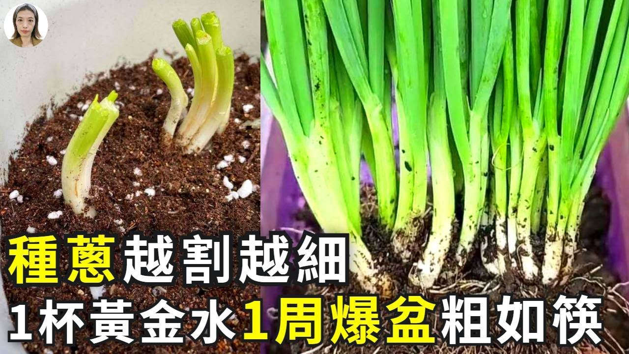蔥越割越細？澆1種黃金水，一周爆盆粗如筷，全年吃不完！|花花世界