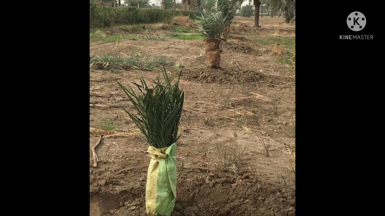 الزراعه المتستفاد بها بجوار فسائل النخيل