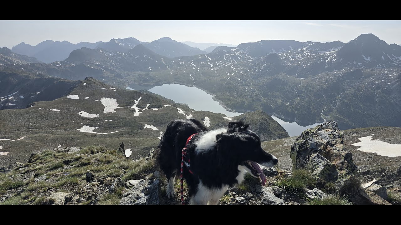 Border Collie Wallace (Puymorens-Puig de coma d'Or)