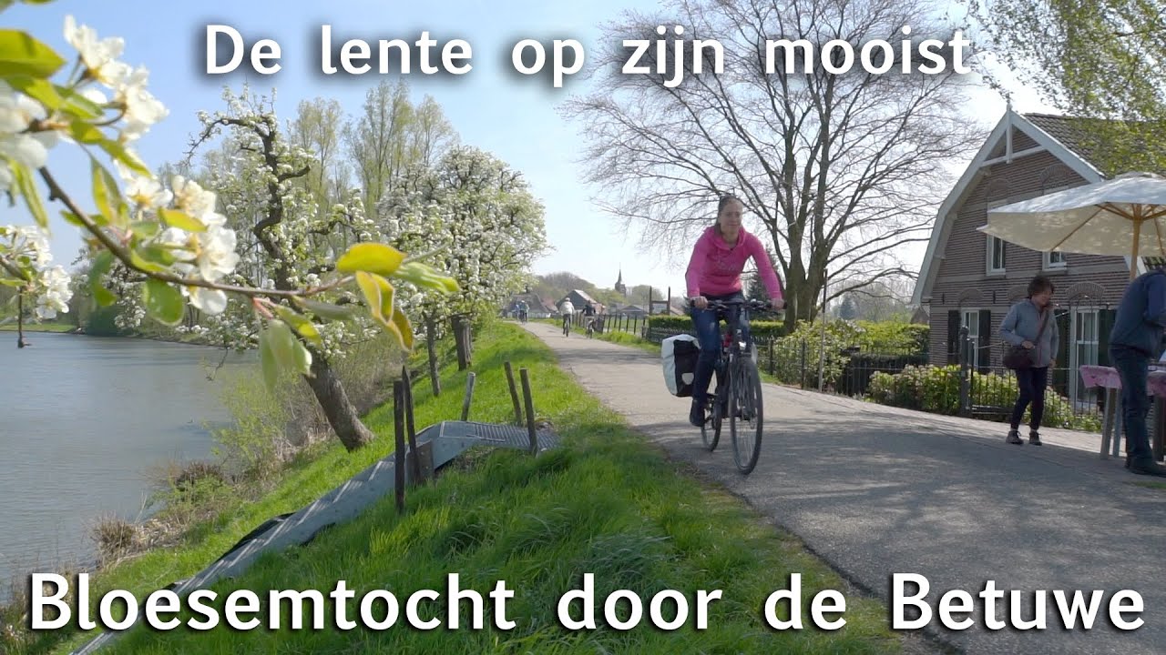 Lingeroute: Bloesem fietstocht door de Betuwe