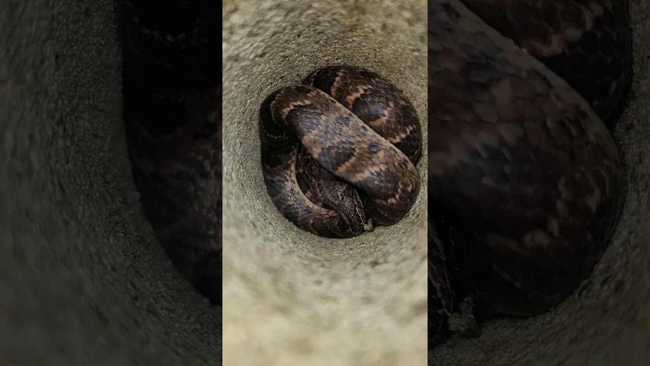 Que serpiente sera
