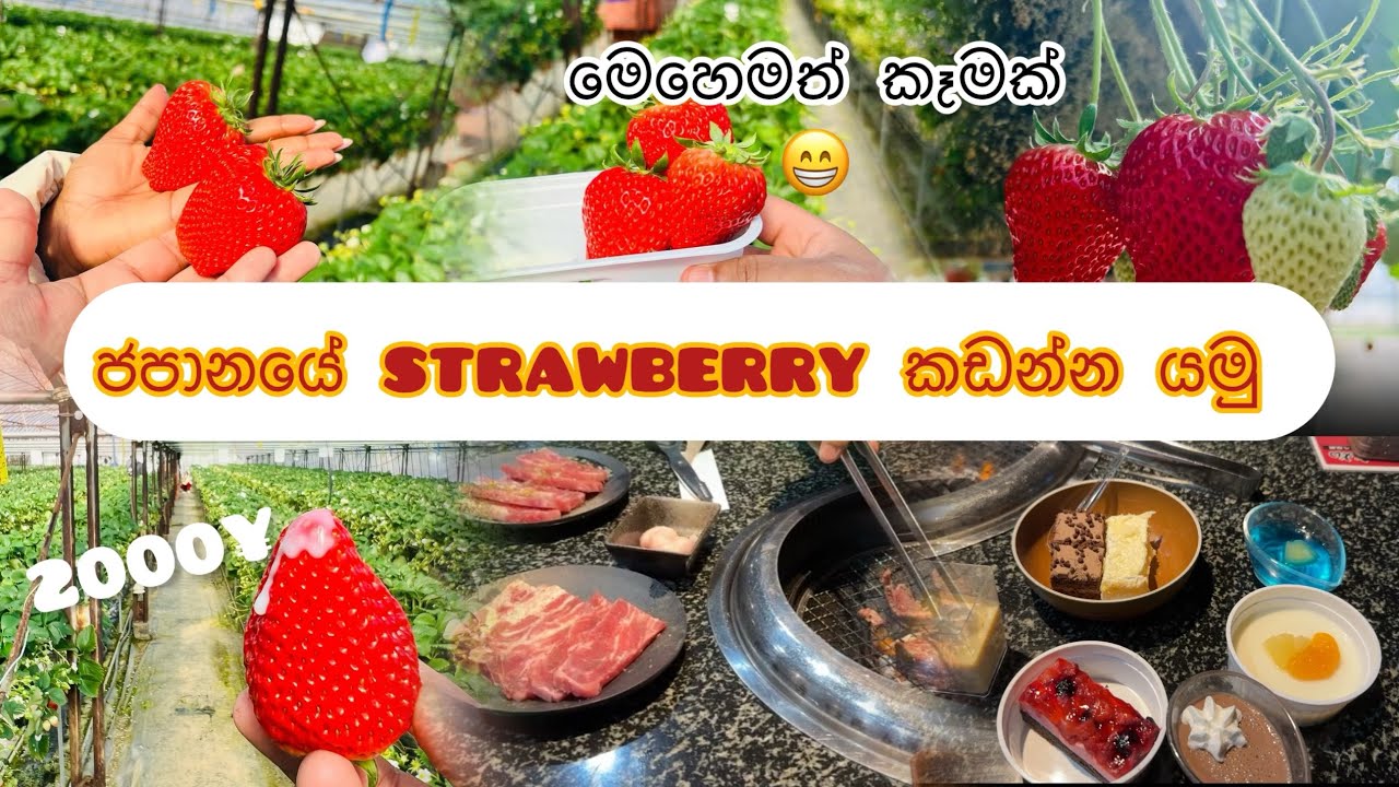 ජපානයේ strawberry farm එකකට යමු🍓|මස් පුච්චචලා යකිනිකු🍗🥓🥩එයාට නිවාඩු දවසට🥰