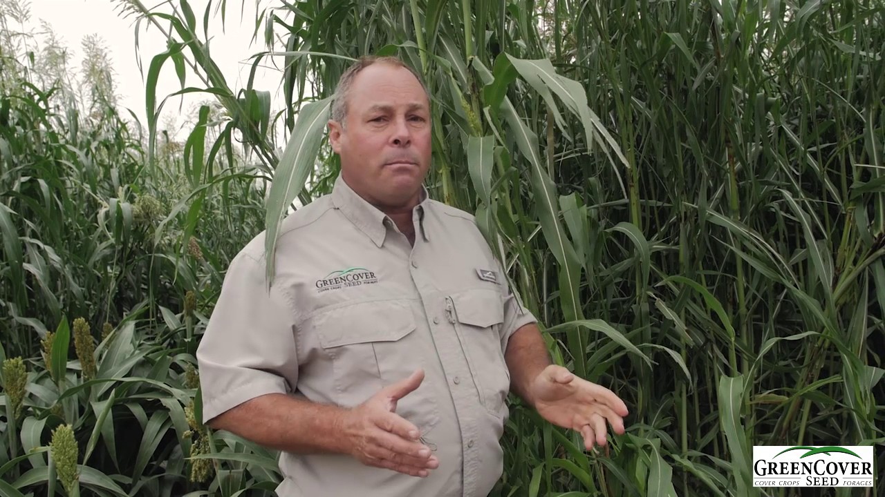 Egyptian Wheat Cover Crop | Test Plot Summer 2016