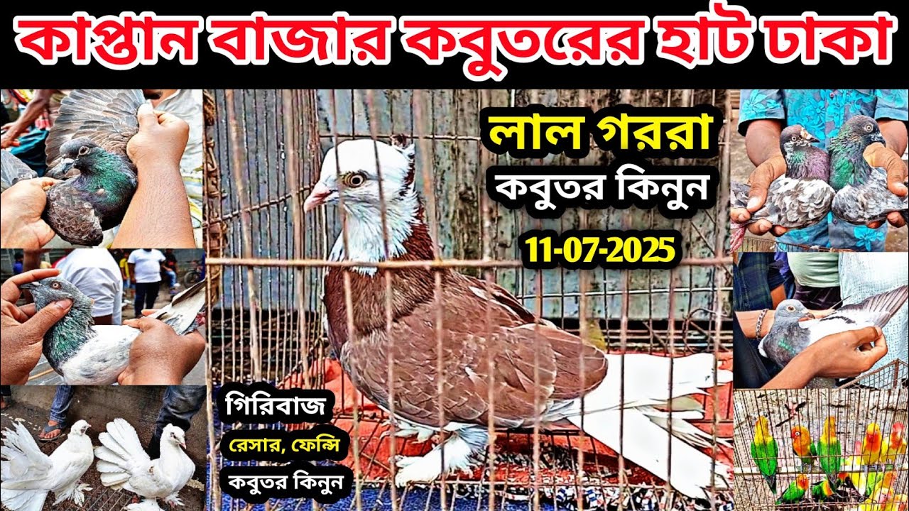 11-07-2025 কাপ্তান বাজার কবুতরের হাট | Kaptan Bazar kobutor hat | গিরিবাজ কবুতর | Pigeons price bd