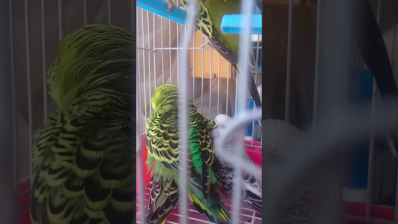 Budgie mating call