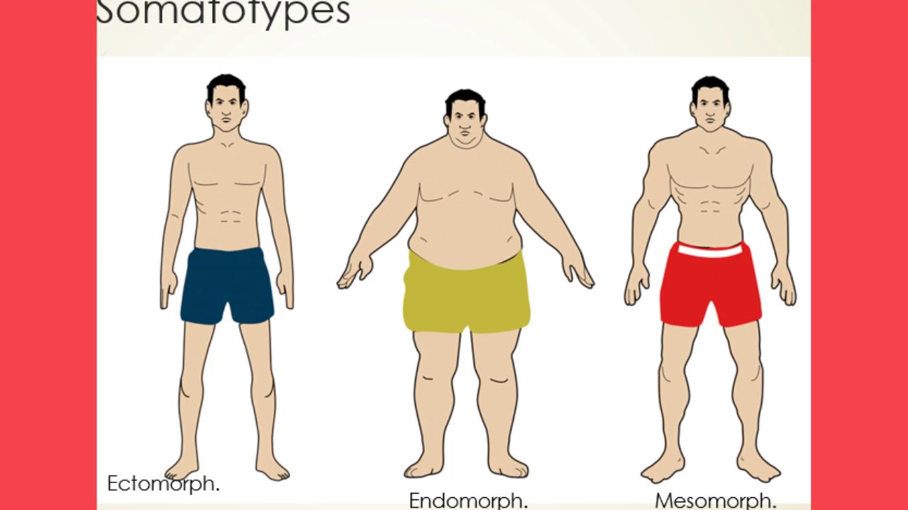 Understand Somatotypes