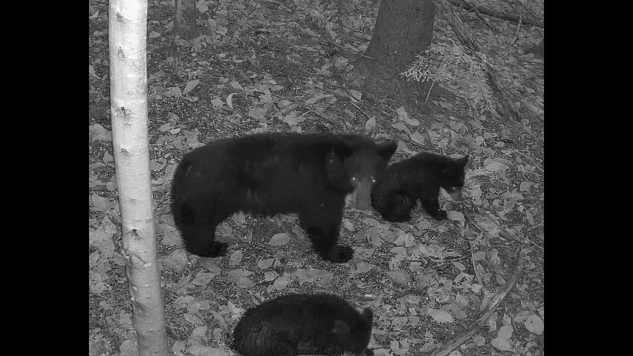 New Hampshire Wildlife Live Stream