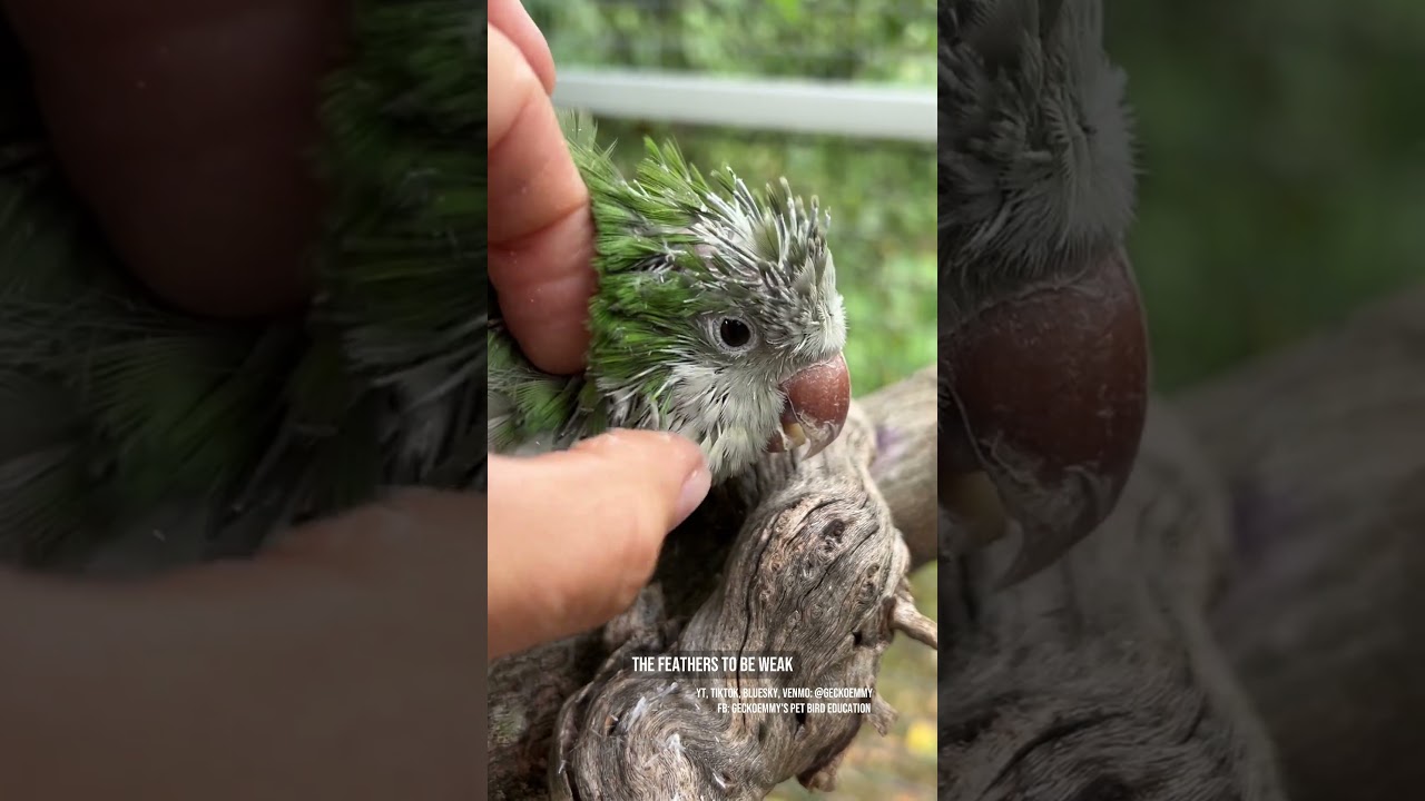It's a pinfeather party, and you're invited #featherpreening #petbirds #rescueparrot