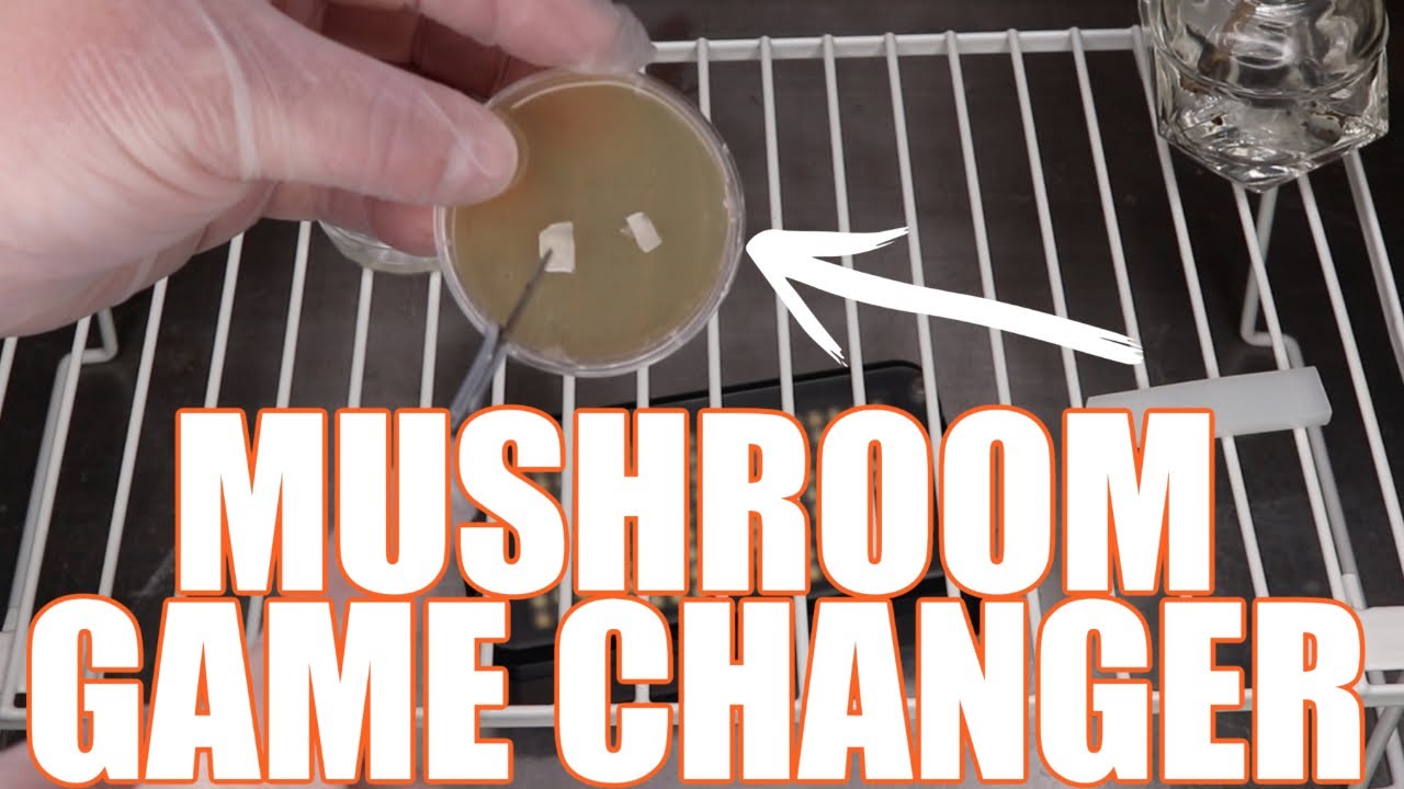 How to test your monoculture | Most common mushroom agar issues