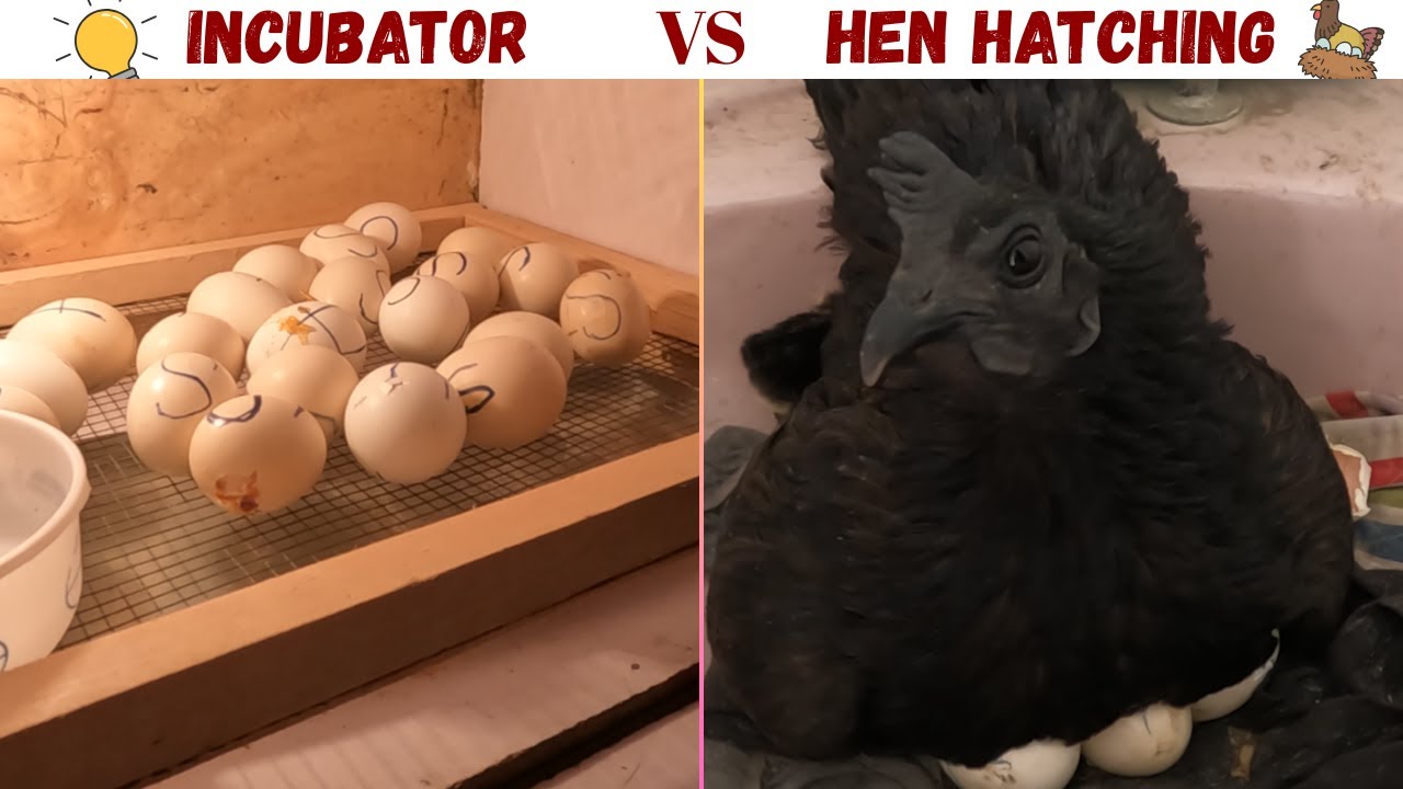 Incubator VS Hen Hatching Vlog/ Amazing Results From Hatching | Khanam's Kitchen