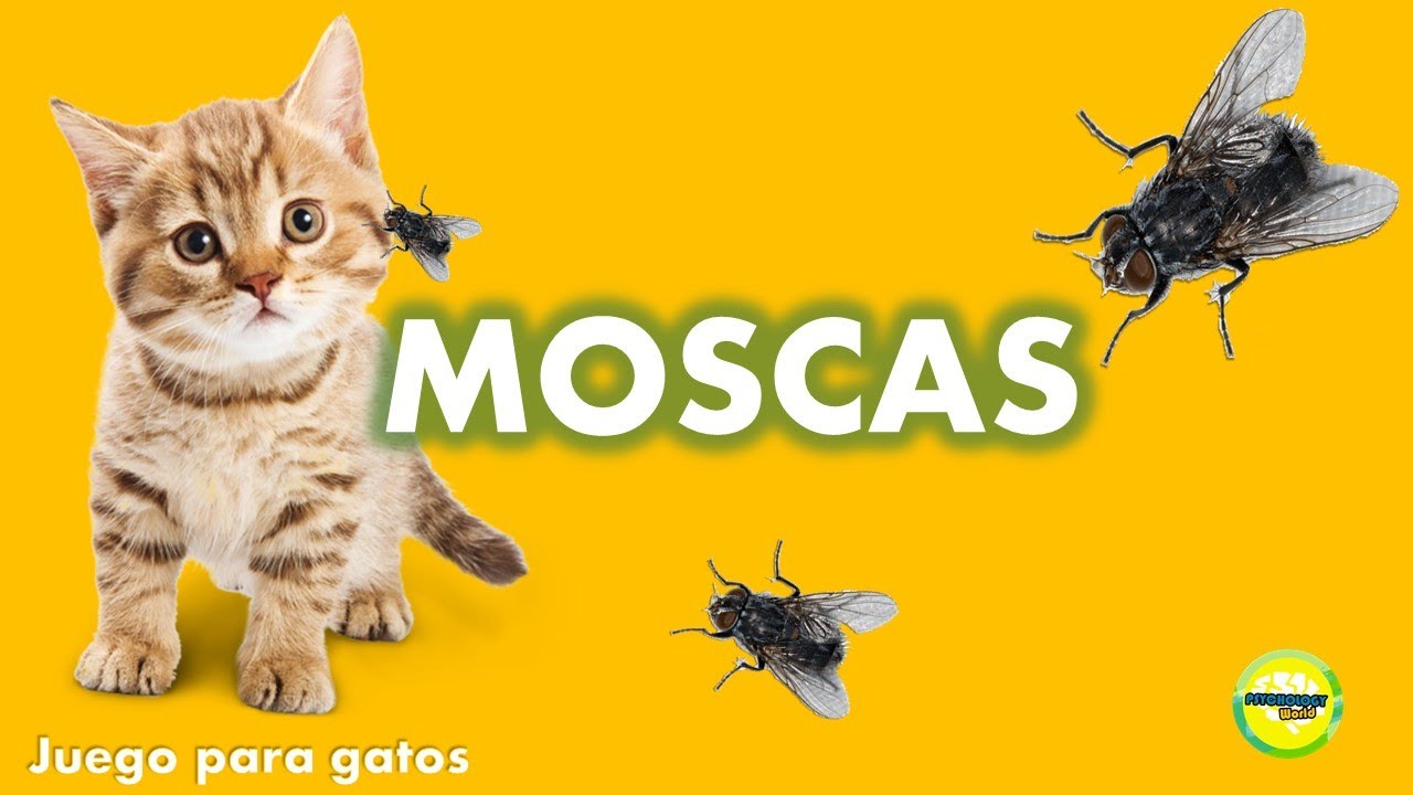 Videos para #Gatos | #Moscas