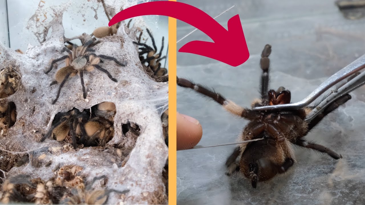 SEXOWANIE I PRZEKŁADANIE PTASZNIKÓW MONOCENTROPUS BALFOURI! 💎 |ARACHNOHOBBIA|