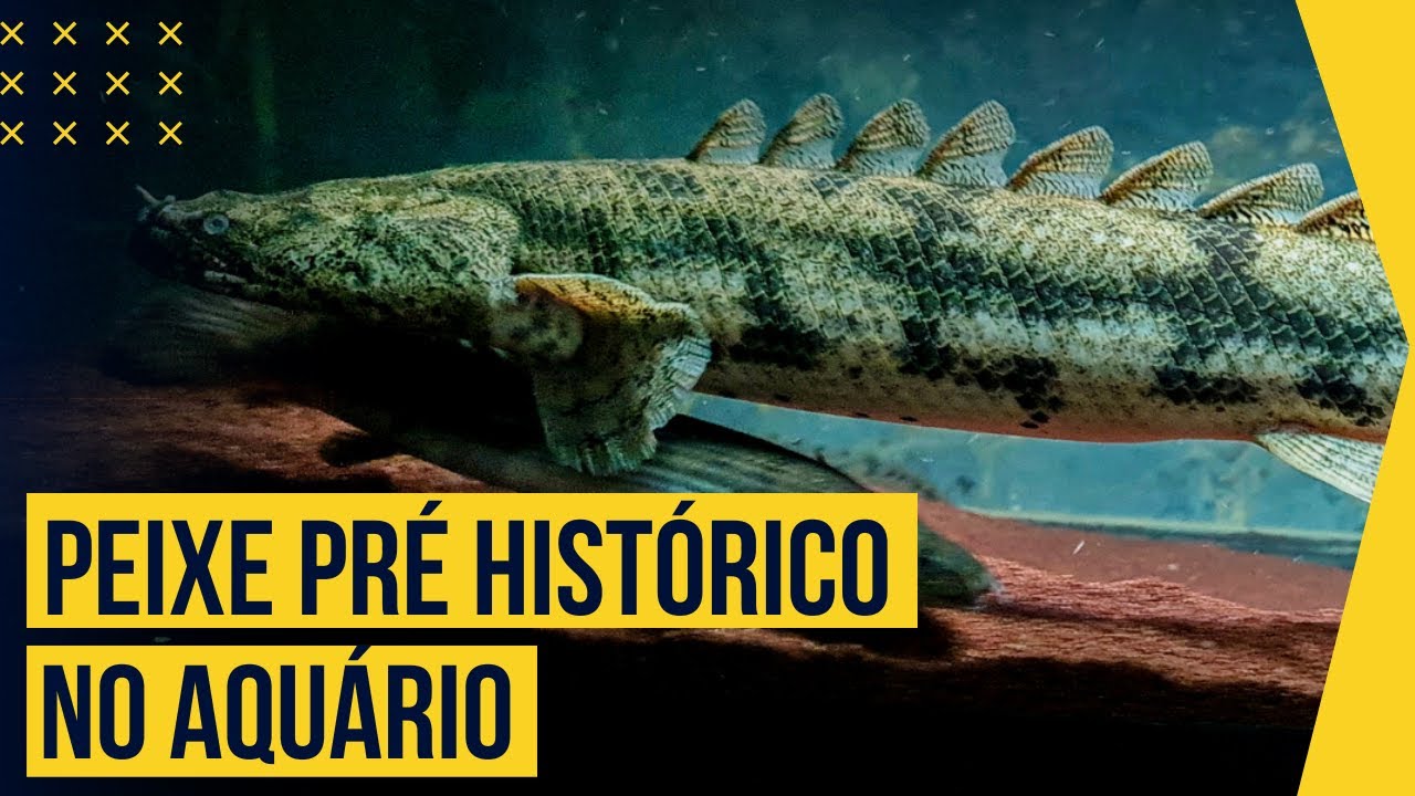 COMO MANTER UM POLYPTERUS ENDLICHERI NO SEU AQU&Aacute;RIO | UM DOS PEIXES PRIMITIVOS MAIS INCR&Iacute;VEIS!