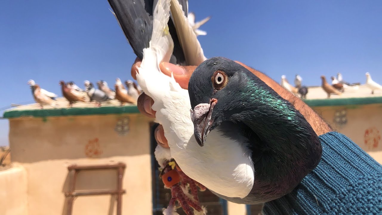 شراء اربع 4 حمامات طيور حمام جداد رأئيكم عيني 🫣