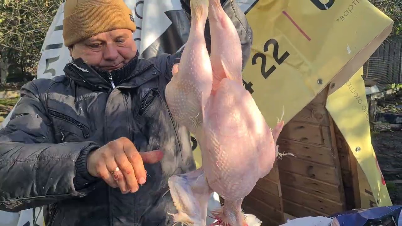 Ощипуєм бройлера насадкою для зняття пір'я . How to pluck a chicken using a drill attachment