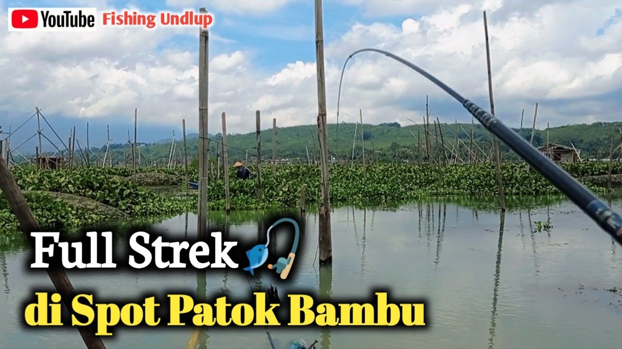 Full Strek Ikan Nila/Mancing Rawa Pening Terbaru.#FU-177 #mancingrawapening