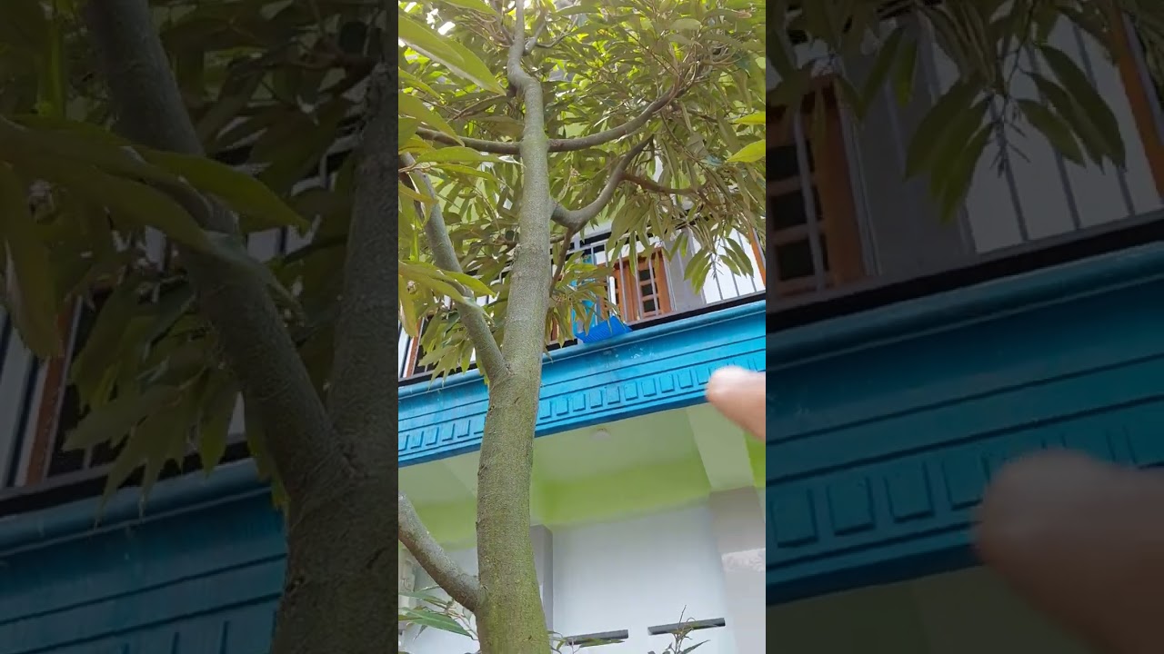 Ekspose Musangking  di Rumah Kebun.!!!