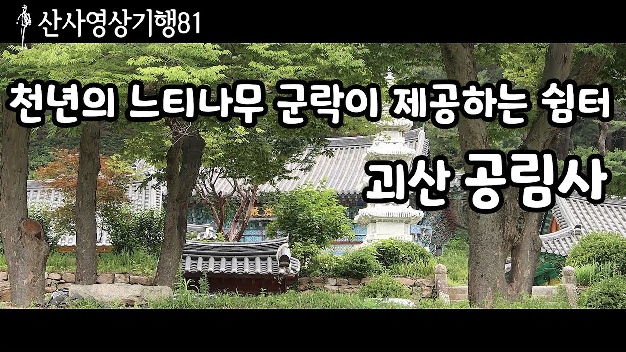 천년의 느티나무 군락이 제공하는 쉼터인  괴산 공림사로  초대합니다.  |산사영상기행81