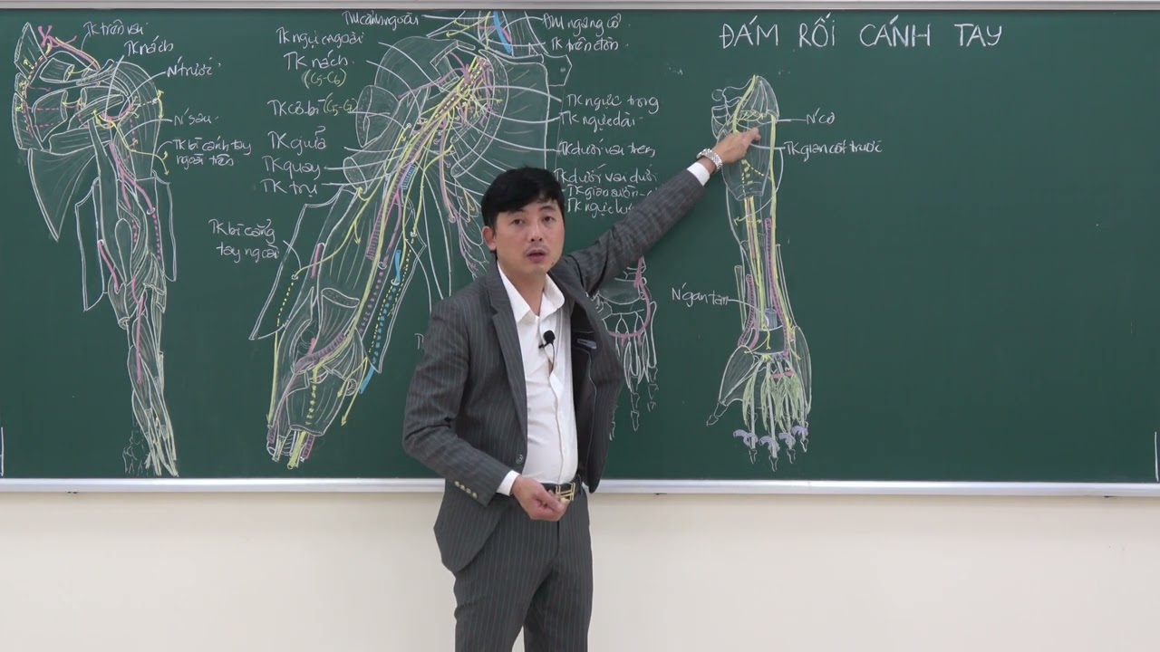 CHI TRÊN: ĐÁM RỐI CÁNH TAY - (4) THẦN KINH GIỮA