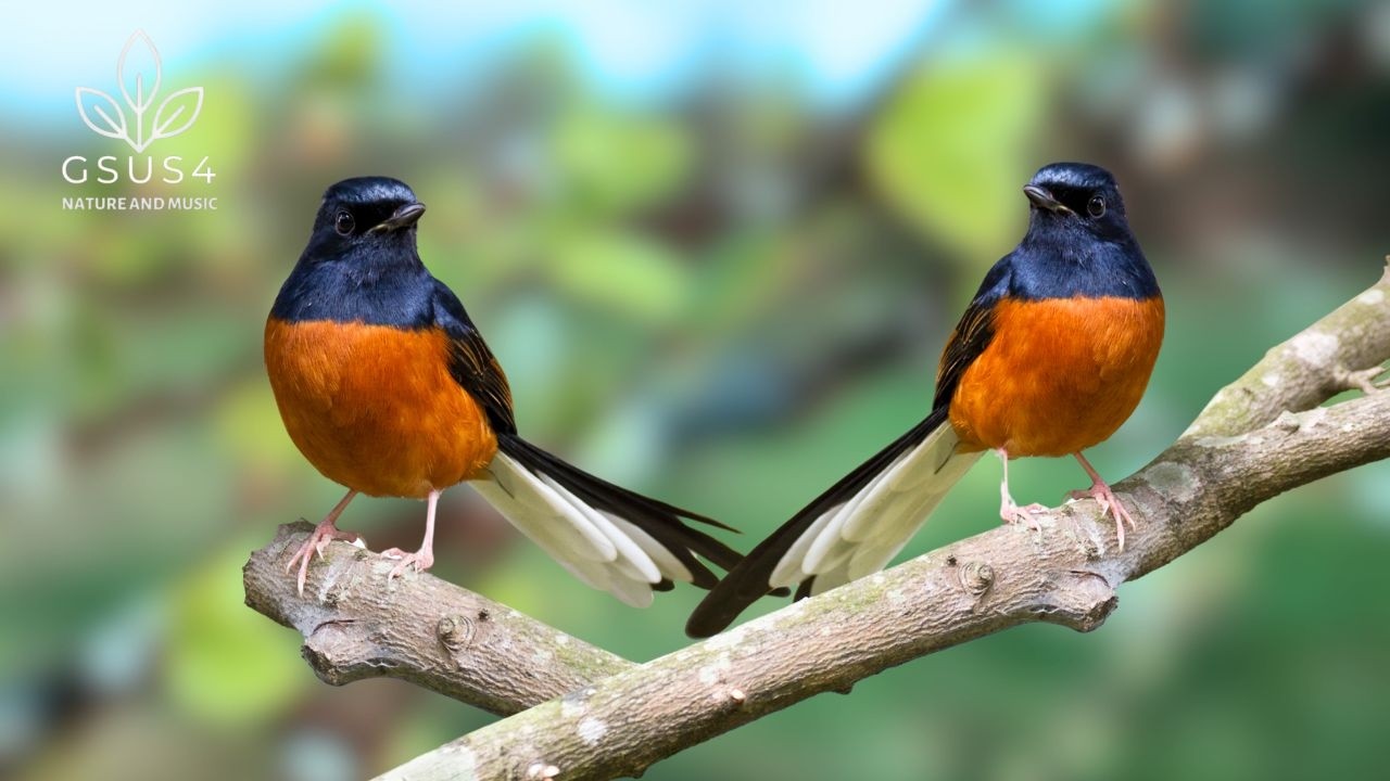 11 Hours Birdsong | Relaxing Nature Sounds to Help You Calm, Focus, and Heal Your Mind