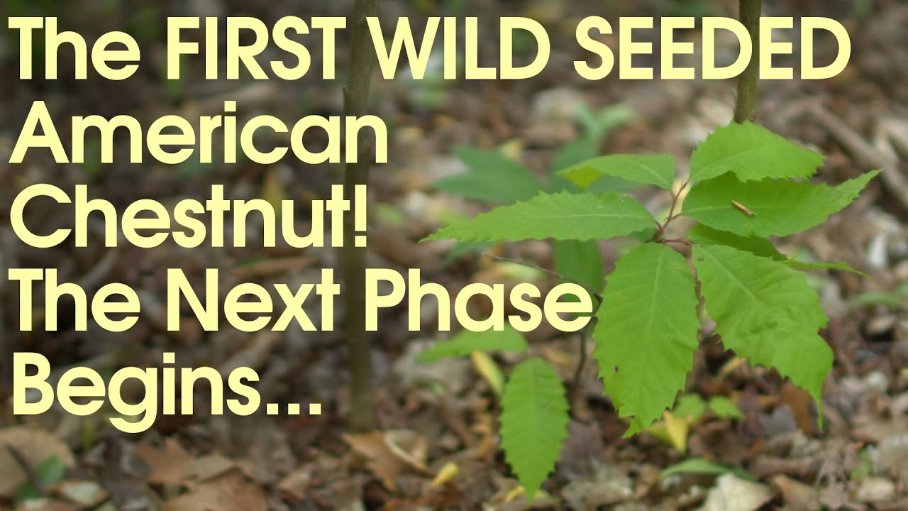 The FIRST WILD SEEDED American Chestnut! The Next Phase Begins...