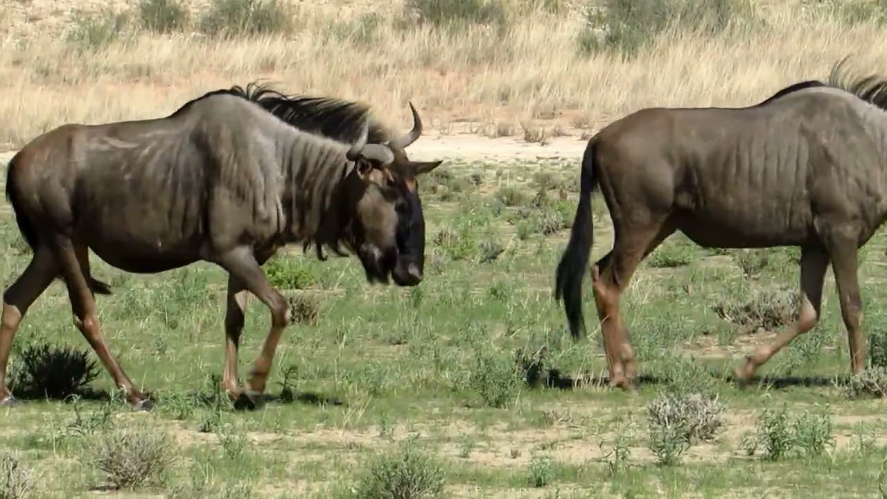 KGALAGADI   DAG 6   2025 11 24