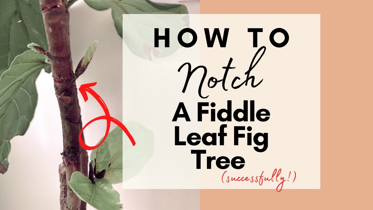 Fiddle Leaf Fig Tree Notching Tutorial | It was a SUCCESS!!