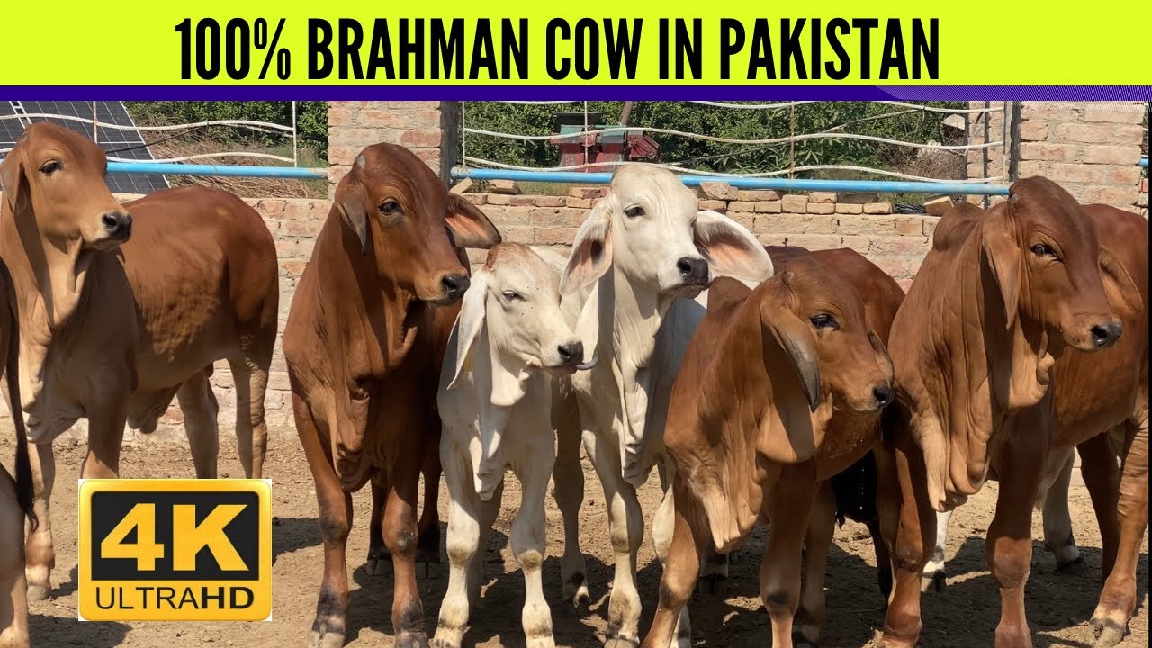 100% Brahman cow in Pakistan | Brahman Cow setup | 03326247222 | Best Brahman Farm in Pakistan