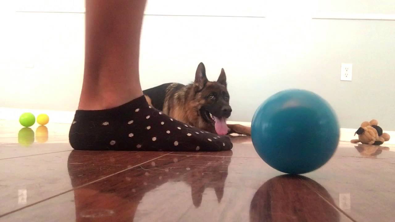 2-Year Old Dog Aggressive German Shepherd, Bosco! German Shepherd Training Virginia