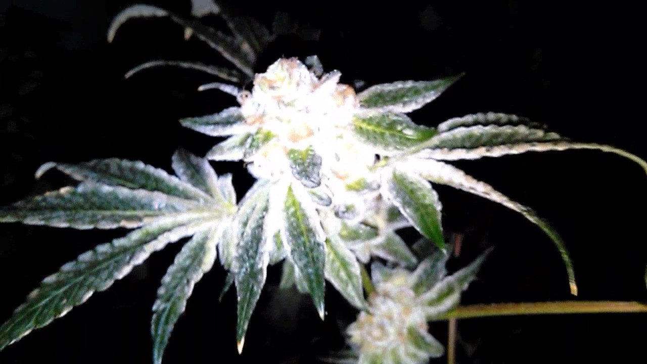 Best cannabis growing.Thin mint cookies strain review.