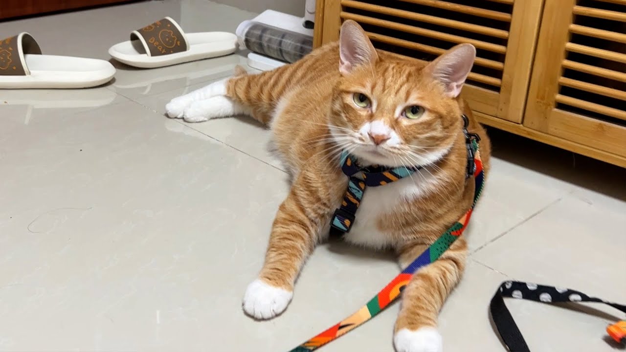 猫菜瘾大，大家的猫是不是也这样？