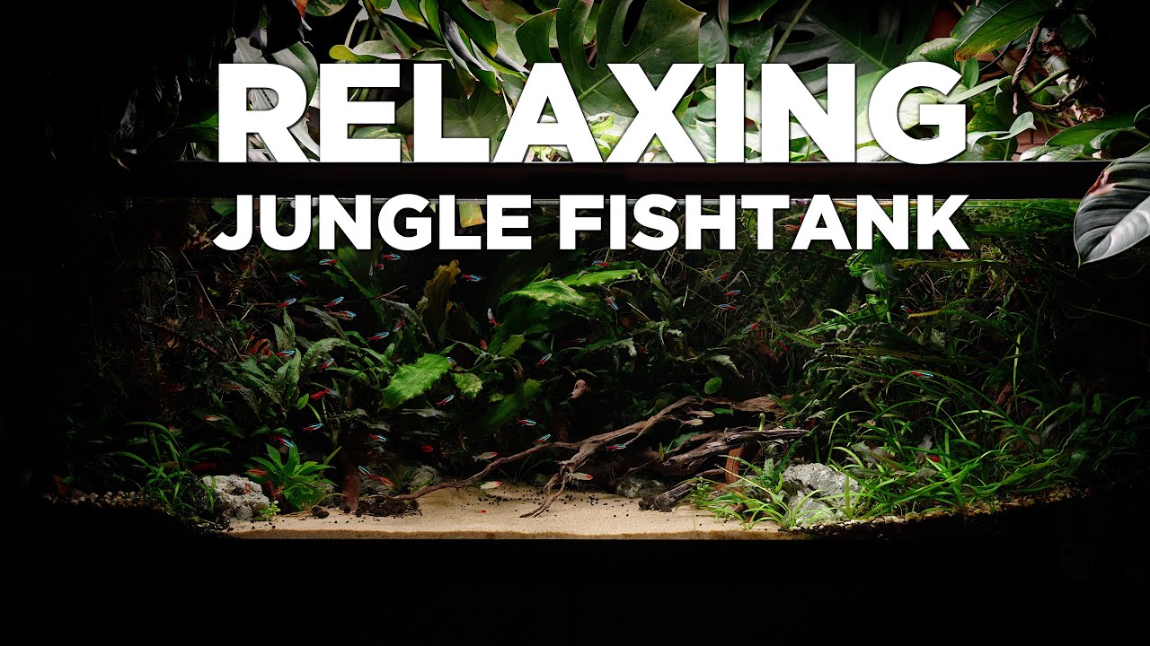 2 Hours of Relaxation Aquarium video with Calm Relaxing Music. Colorful fish and plants. ENJOY!