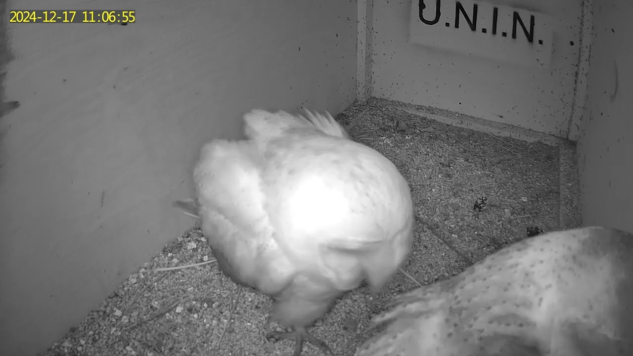 Barn Owl couple flirting (preening) Fauno&Diana Italian Barn Owl MCBI Project |Italia| UNIN