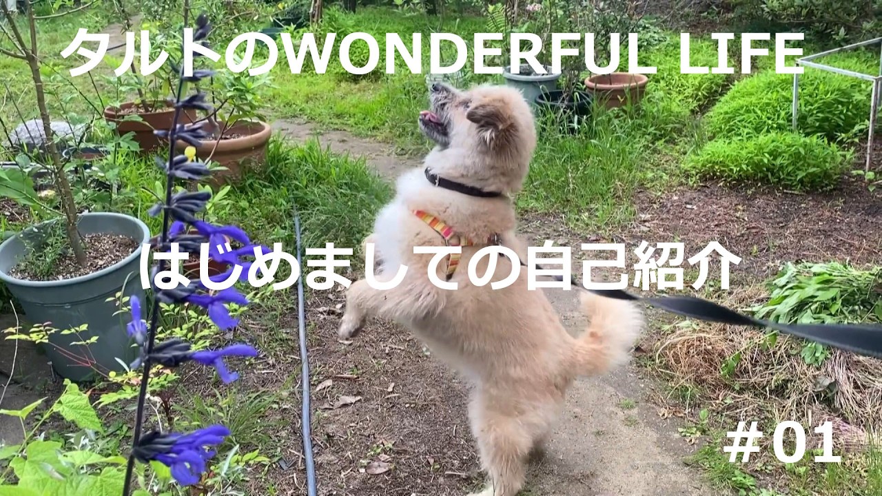 タルトのWONDERFUL LIFE