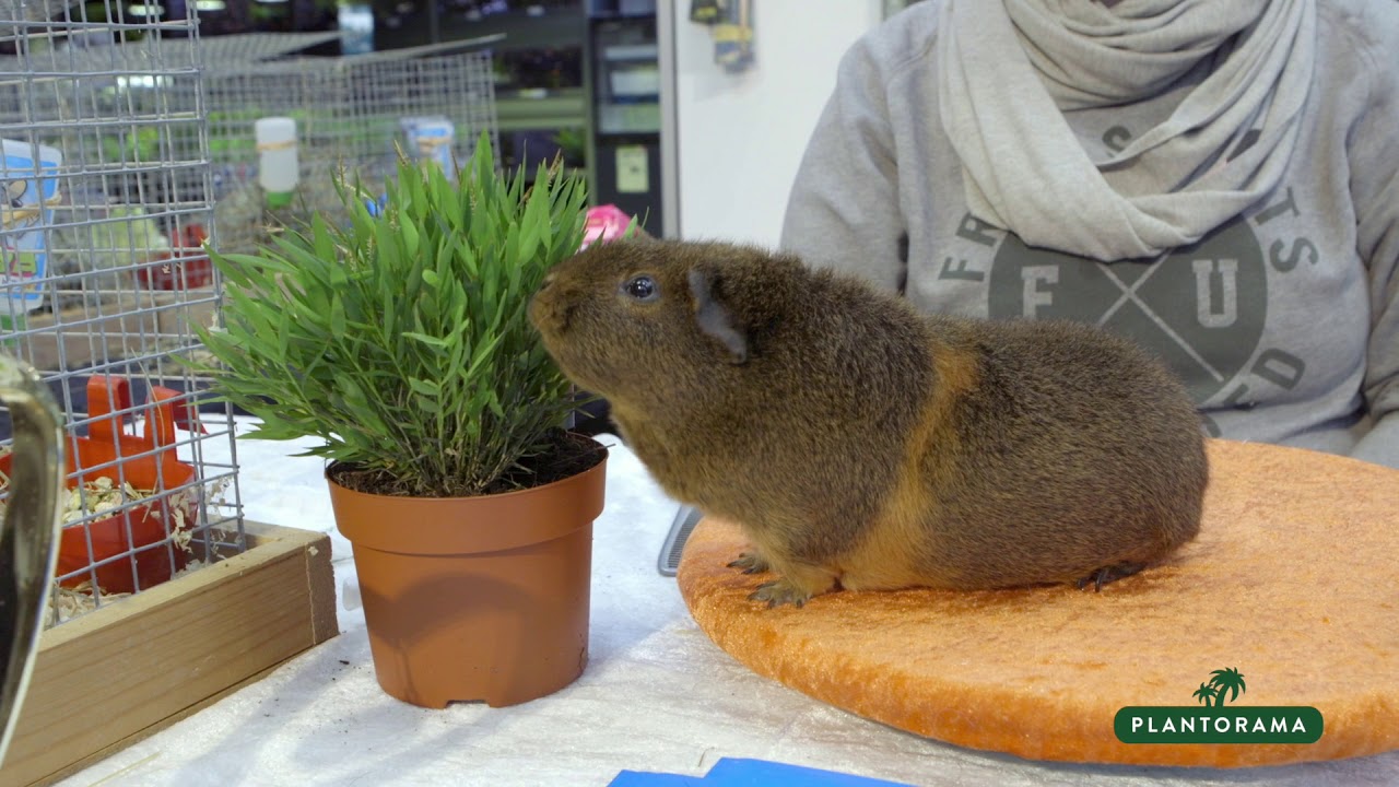 Kom til Dyrenes Dag i Plantorama - Her fejrer vi vores lodne bedste venner!