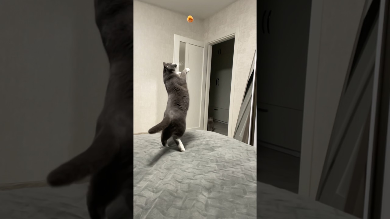 He's flying too high | ASMR Cat House