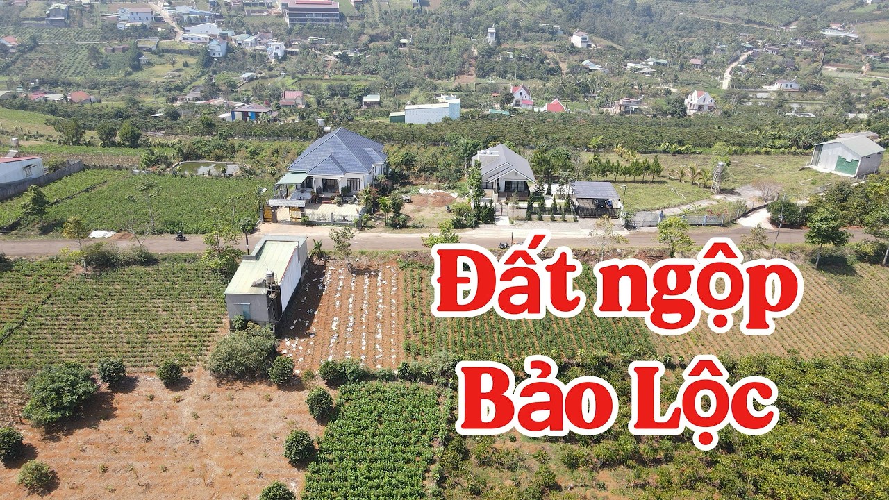 ANH CHỦ KẸT TIỀN CẦN BÁN GẤP LÔ ĐẤT MẶT TIỀN ĐƯỜNG CHÍNH SẴN THỔ CƯ TẠI BẢO LỘC GIÁ CỰC NGỘP