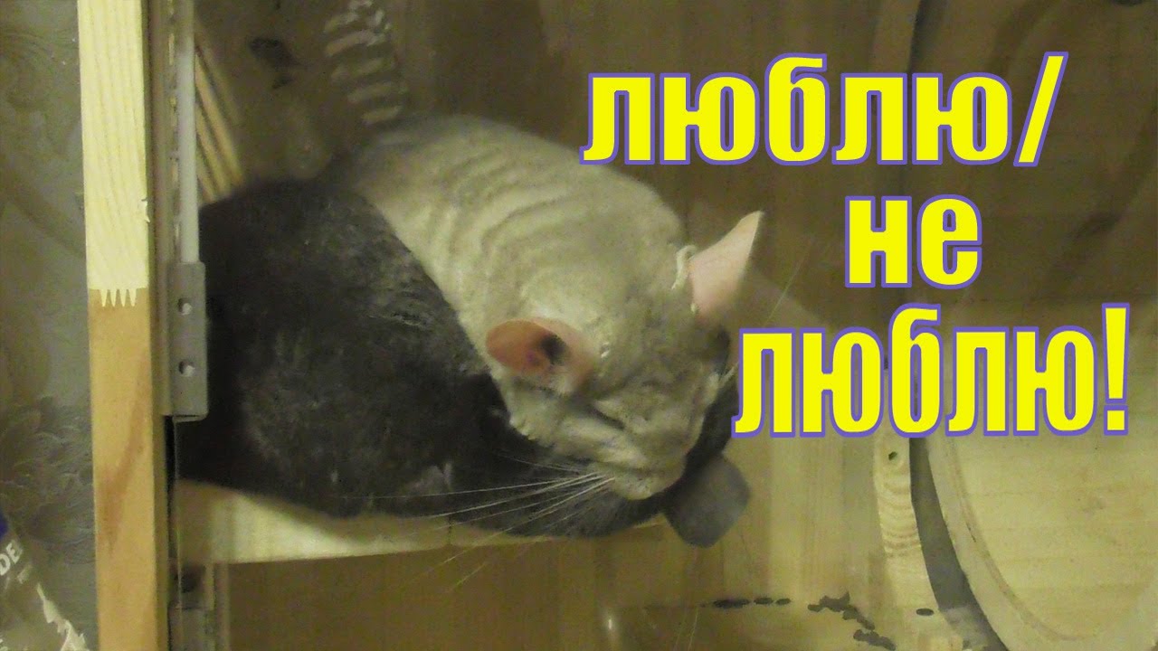 ЧТО ЕДЯТ И ЛЮБЯТ МОИ ШИНШИЛЛЫ