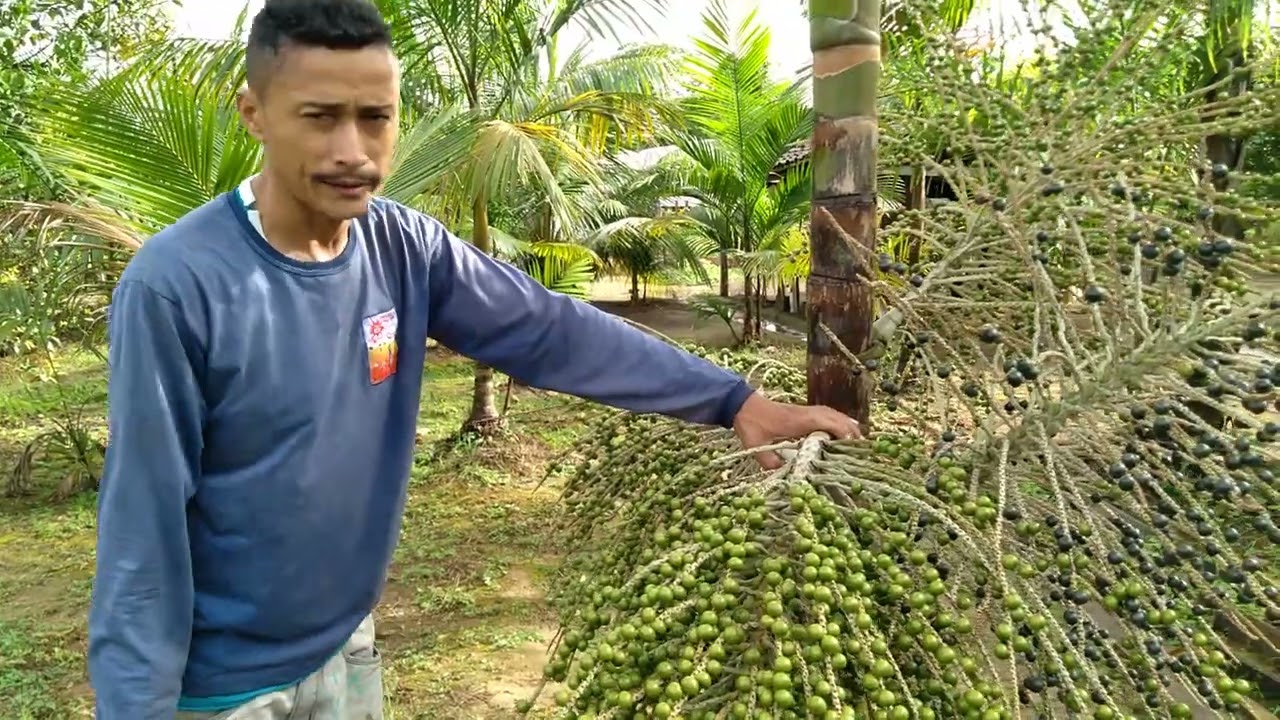 O Açaí O ouro preto do nosso estado do Pará. # HORTALIÇA CRIATORÍO MORAES #